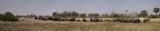 Elephant pano Elephant pano